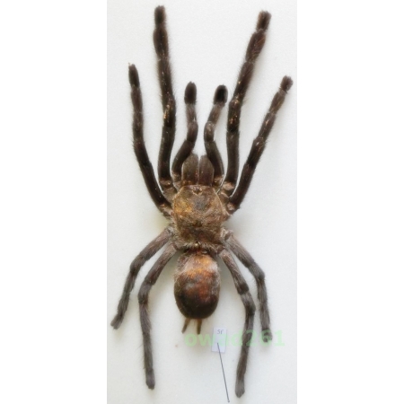 Haplopelma minax (Thorell, 1897) +150mm Thailand5f
